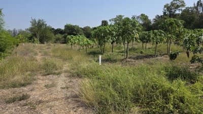 ที่ดินโฉนดติดคลอง 1 ไร่ 600,000 บาท ต.เขาขลุง อ.บ้านโป่ง จ.ราชบุรี