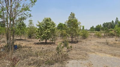 บ้านสวน ปลูกต้นไม้หลากชนิด ต.จอมบึง อ.จอมบึง จ.ราชบุรี