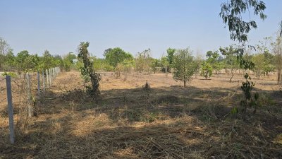 บ้านสวน ปลูกต้นไม้หลากชนิด ต.จอมบึง อ.จอมบึง จ.ราชบุรี