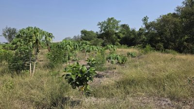 ที่ดินโฉนดติดคลอง 1 ไร่ 600,000 บาท ต.เขาขลุง อ.บ้านโป่ง จ.ราชบุรี