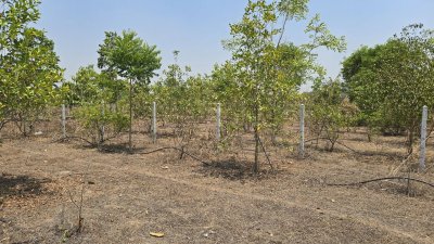 บ้านสวน ปลูกต้นไม้หลากชนิด ต.จอมบึง อ.จอมบึง จ.ราชบุรี