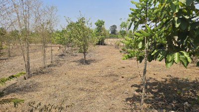 บ้านสวน ปลูกต้นไม้หลากชนิด ต.จอมบึง อ.จอมบึง จ.ราชบุรี