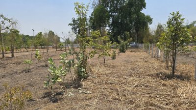 บ้านสวน ปลูกต้นไม้หลากชนิด ต.จอมบึง อ.จอมบึง จ.ราชบุรี