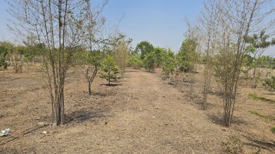 บ้านสวน ปลูกต้นไม้หลากชนิด ต.จอมบึง อ.จอมบึง จ.ราชบุรี