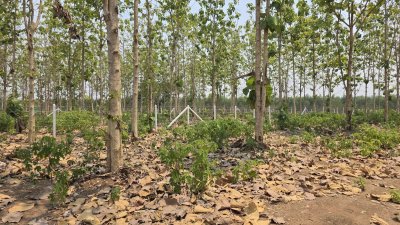 ที่ดินสวนป่าสัก 1 ไร่ 470,000.- อ.ท่าม่วง จ.กาญจนบุรี