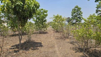 บ้านสวน ปลูกต้นไม้หลากชนิด ต.จอมบึง อ.จอมบึง จ.ราชบุรี