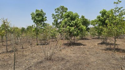 บ้านสวน ปลูกต้นไม้หลากชนิด ต.จอมบึง อ.จอมบึง จ.ราชบุรี