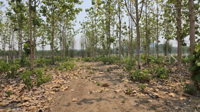 ที่ดินสวนป่าสัก 1 ไร่ 470,000.- อ.ท่าม่วง จ.กาญจนบุรี