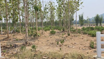 ที่ดินสวนป่าสัก 1 ไร่ 470,000.- อ.ท่าม่วง จ.กาญจนบุรี