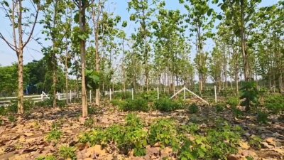 ที่ดินสวนป่าสัก 1 ไร่ 470,000.- อ.ท่าม่วง จ.กาญจนบุรี