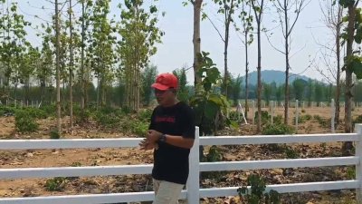 ที่ดินสวนป่าสัก 1 ไร่ 470,000.- อ.ท่าม่วง จ.กาญจนบุรี