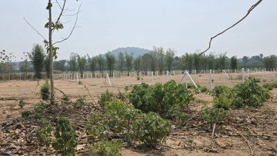 ที่ดินสวนป่าสัก 1 ไร่ 470,000.- อ.ท่าม่วง จ.กาญจนบุรี