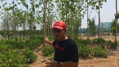 ที่ดินสวนป่าสัก 1 ไร่ 470,000.- อ.ท่าม่วง จ.กาญจนบุรี