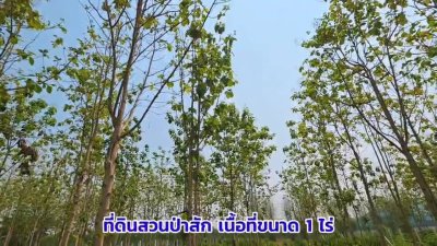 ที่ดินสวนป่าสัก 1 ไร่ 470,000.- อ.ท่าม่วง จ.กาญจนบุรี
