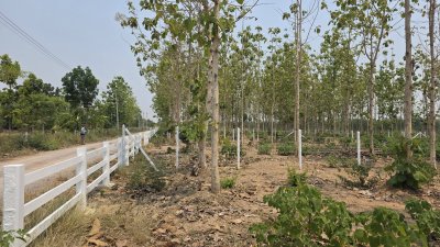 ที่ดินสวนป่าสัก 1 ไร่ 470,000.- อ.ท่าม่วง จ.กาญจนบุรี