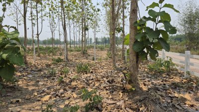 ที่ดินสวนป่าสัก 1 ไร่ 470,000.- อ.ท่าม่วง จ.กาญจนบุรี