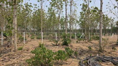 ที่ดินสวนป่าสัก 1 ไร่ 470,000.- อ.ท่าม่วง จ.กาญจนบุรี