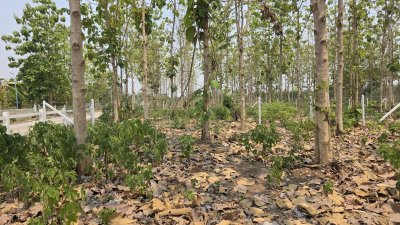 ที่ดินสวนป่าสัก 1 ไร่ 470,000.- อ.ท่าม่วง จ.กาญจนบุรี