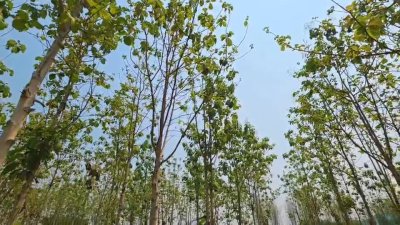 ที่ดินสวนป่าสัก 1 ไร่ 470,000.- อ.ท่าม่วง จ.กาญจนบุรี