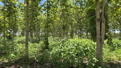ที่ดินโฉนด 1 ไร่ สด-ผ่อน ต.หนองตากยา อ.ท่าม่วง จ.กาญจนบุรี