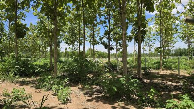 ที่ดินโฉนด 1 ไร่ สด-ผ่อน ต.หนองตากยา อ.ท่าม่วง จ.กาญจนบุรี