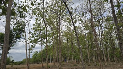 ที่ดินโฉนดสวนไม้สัก 1 ไร่ 850,000.- ต.ปากช่อง อ.จอมบึง จ.ราชบุรี
