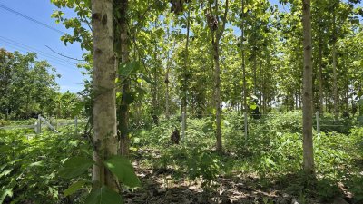 ที่ดินโฉนด 1 ไร่ สด-ผ่อน ต.หนองตากยา อ.ท่าม่วง จ.กาญจนบุรี