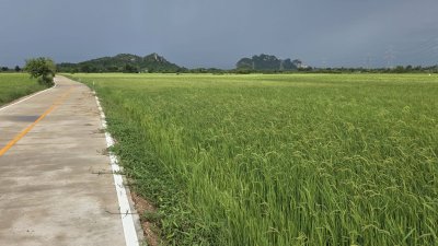 ที่ดิน 3ไร่กว่า ติดถนนคอนกรีต บรรยากาศทุ่งนา