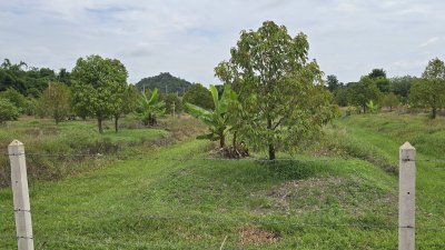 สวนทุเรียนพร้อมเก็บผลผลิต 2 ไร่ ต.หนองกวาง อ.โพธาราม จ.ราชบุรี