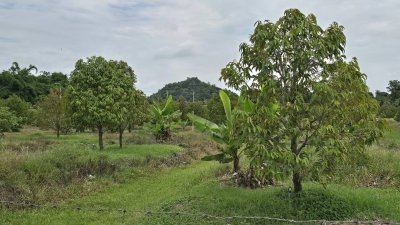 สวนทุเรียนพร้อมเก็บผลผลิต 2 ไร่ ต.หนองกวาง อ.โพธาราม จ.ราชบุรี