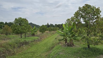สวนทุเรียนพร้อมเก็บผลผลิต 2 ไร่ ต.หนองกวาง อ.โพธาราม จ.ราชบุรี