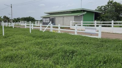 ที่ดินผ่อน 250 ตร.วา ต.หนองกวาง อ.โพธาราม จ.ราชบุรี
