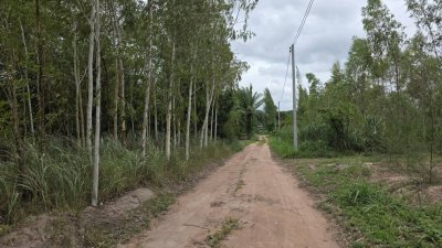 ที่ดินโฉนด ปลูกยูคา อายุ 4-5ปี สามารถนำไปต่อยอดขายไม้ยูคาได้ ที่ดินเกษตร