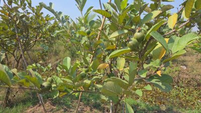 ฝรั่งกิมจูเก็บเกี่ยวผลผลิตได้แล้ว มีผลผลิตทั้งปี