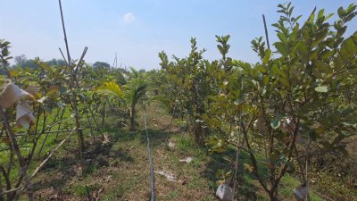 ฝรั่งกิมจูเก็บเกี่ยวผลผลิตได้แล้ว มีผลผลิตทั้งปี