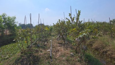 ฝรั่งกิมจูเก็บเกี่ยวผลผลิตได้แล้ว มีผลผลิตทั้งปี