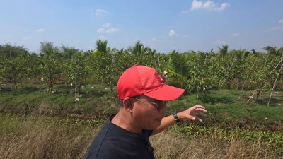 ฝรั่งกิมจูเก็บเกี่ยวผลผลิตได้แล้ว มีผลผลิตทั้งปี