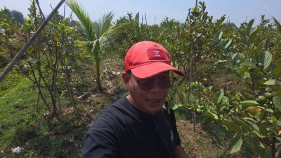 ฝรั่งกิมจูเก็บเกี่ยวผลผลิตได้แล้ว มีผลผลิตทั้งปี