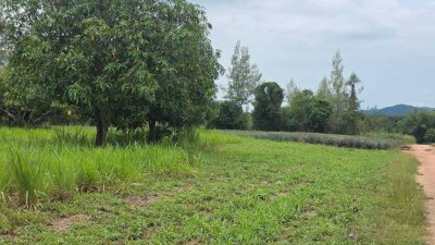 ที่ดินวิวเขา บ้านคา ราชบุรี ราคาไร่ละ 350,000 บาท