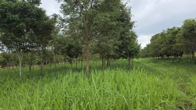 ขายที่ดินติดถนน บ้านคา ราชบุรี ไร่ละ 750,000 บาท