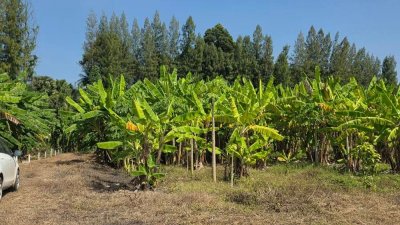 ที่ดินโฉนดติดคลองสาธารณะ เนื้อที่ 1 ไร่ ราคา 600,000 บาท