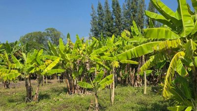 ที่ดินโฉนดติดคลองสาธารณะ เนื้อที่ 1 ไร่ ราคา 600,000 บาท