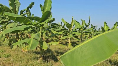 ที่ดินโฉนดติดคลองสาธารณะ เนื้อที่ 1 ไร่ ราคา 600,000 บาท