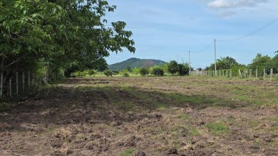 ที่ดินติดถนนลาดยาง ไผ่สามเกาะ-หนองไก่ขัน