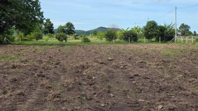 ที่ดินติดถนนลาดยาง ไผ่สามเกาะ-หนองไก่ขัน