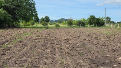 ที่ดินติดถนนลาดยาง ไผ่สามเกาะ-หนองไก่ขัน