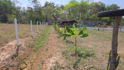 บ้านพร้อมที่ดิน 1 ไร่ 1 งาน 29 ตร.วา บ้านทรงไทยคู่ (น๊อคดาวน์)