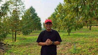 ขายสวนทุเรียน อำเภอหนองหญ้าปล้อง เอกสารโฉนดครุฑแดง 20ไร่ 1งาน