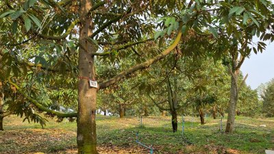 ขายสวนทุเรียน อำเภอหนองหญ้าปล้อง เอกสารโฉนดครุฑแดง 20ไร่ 1งาน