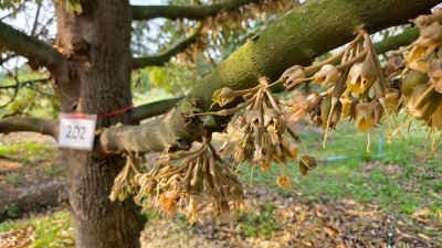 ขายสวนทุเรียน อำเภอหนองหญ้าปล้อง เอกสารโฉนดครุฑแดง 20ไร่ 1งาน